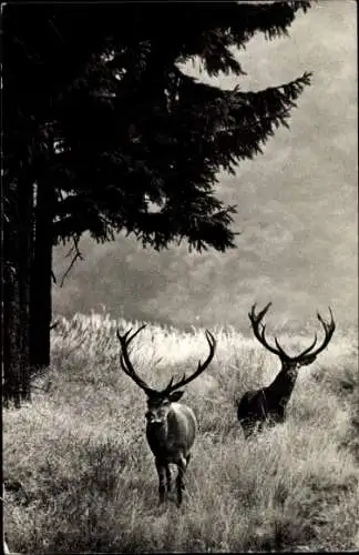 Ak zwei Hirsche in der Natur