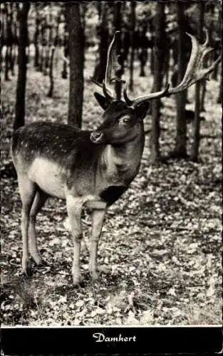 Ak Damhirsch, Portrait in der Natur