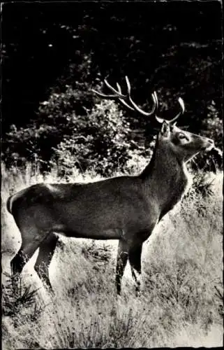 Ak Edelhirsch, Portrait in der Natur