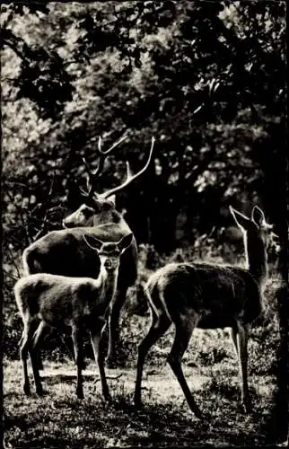 Ak Hirsch mit Hirschkuh und Kalb