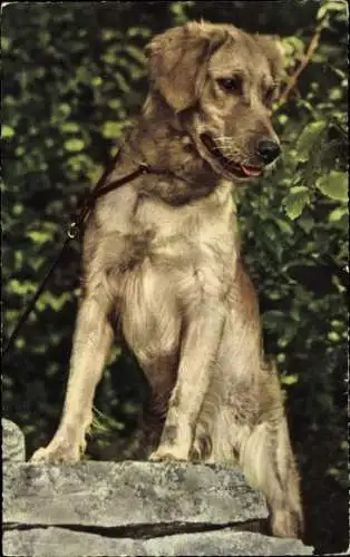 Ak Golden Retriever wacht angeleint an einem Stein