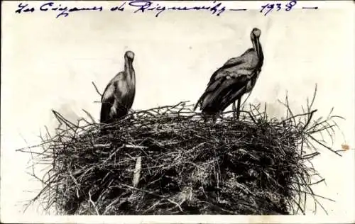 Foto Ak Störche, Vogelnest, Vögel