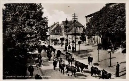 Ak Clausthal Zellerfeld im Oberharz, Kronenplatz, Kuhherde