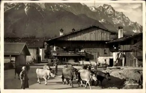 Ak Untergrainau Grainau in Oberbayern, altes Bauernhaus, Zugspitze, Kuhherde