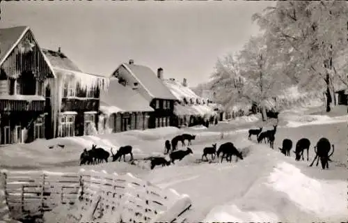 Ak Bad Harzburg am Harz, Wildfütterung, Winter, Rotwild