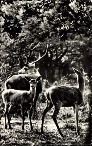 Ak Edelhirsch mit Hirschkuh und Kalb