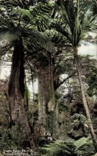 Ak Neuseeland, Kauri Nikau Palme