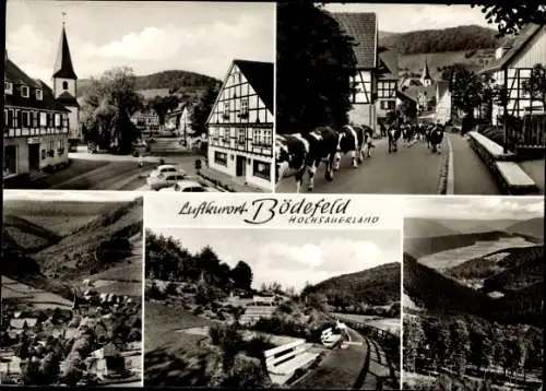 Ak Bödefeld Schmallenberg im Sauerland, Fachwerkhäuser, Kuhherde, Panorama