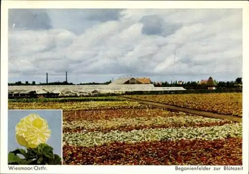 Ak Wiesmoor Ostfriesland, Begonienfelder zur Blütezeit