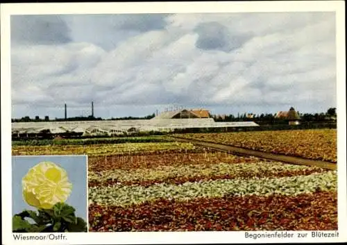 Ak Wiesmoor Ostfriesland, Begonienfelder zur Blütezeit