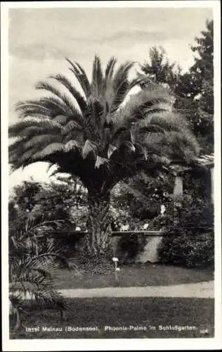 Ak Insel Mainau im Bodensee, Schlossgarten, Phönix-Palme