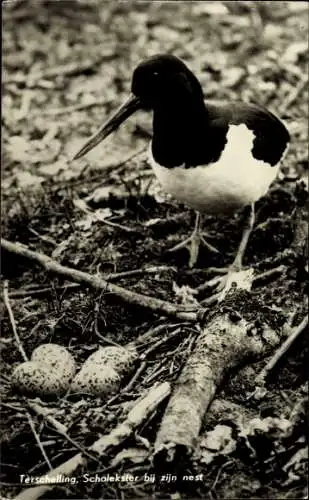 Ak Ein Austernfischer bewacht sein Nest und Eier