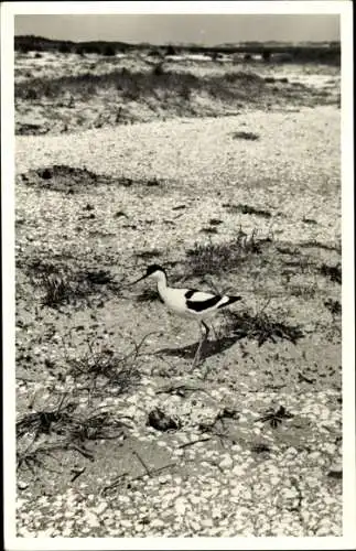 Ak Säbelschnäbler am Strand