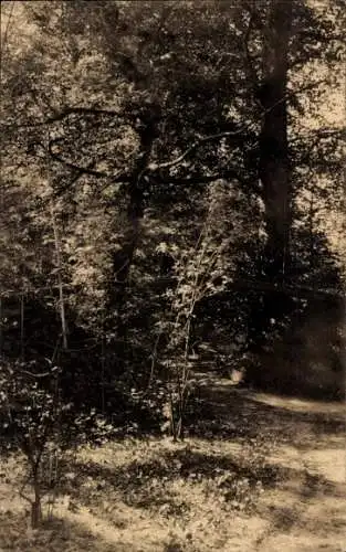 Ak Eecloo Eeklo Ostflandern, Parkpartie