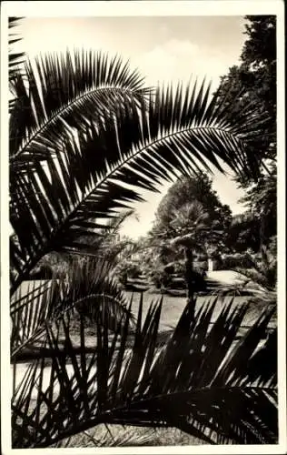 Ak Insel Mainau im Bodensee, Palmengarten, Teilansicht