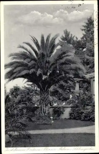 Ak Insel Mainau im Bodensee, Schlossgarten, Phönixpalme