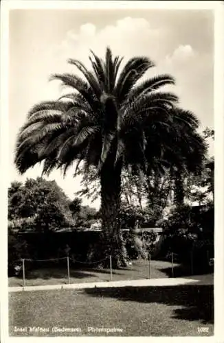 Ak Insel Mainau im Bodensee, Schlossgarten, Phönixpalme