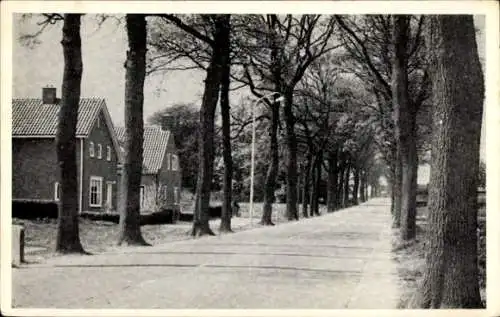 Ak Steenwijk Steenwijkerland Overijssel, Rijksweg Tuk, Allee