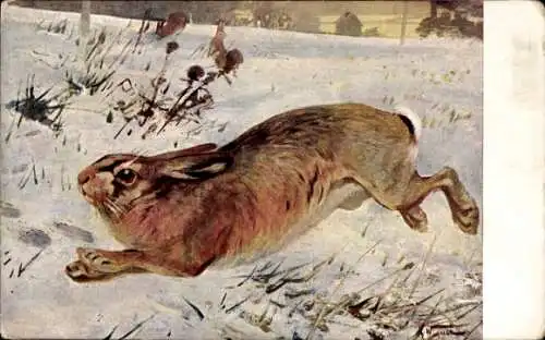 Künstler Ak Wagner, K., Meinholds Tierbild Nr 9, Hase