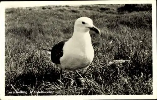 Ak Möwe in der freien Natur, Terschelling Friesland Niederlande