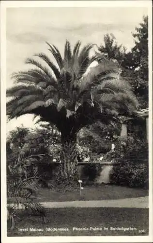 Ak Insel Mainau im Bodensee, Schlossgarten, Phönixpalme