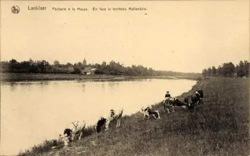 Ak Lanklaer Lanklaar Flandern Limburg, Pecherie a la Meuse, en face le territoire Hollandais