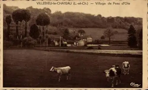 Ak Villedieu le Chateau Loir et Cher, Village de Peau d´Oie, Troupeau de Vaches