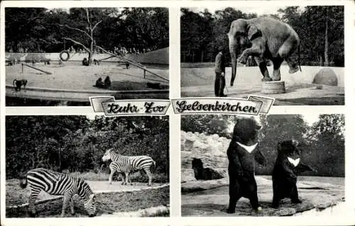 Ak Gelsenkirchen im Ruhrgebiet, Ruhr Zoo, Elefant, Bären, Zebras, Affen