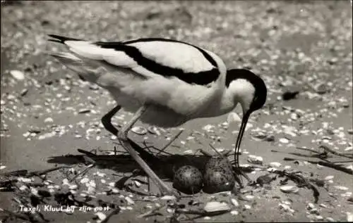 Ak Säbelschnäbler begutachtet seine Eier
