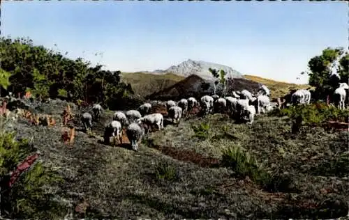 Ak Réunion, Plaine des Cafres