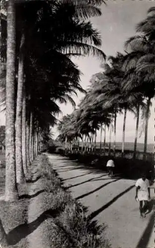 Ak Saint Claude Guadeloupe, Allée de Cocotiers