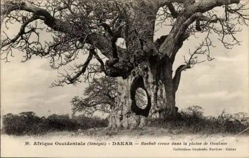 Ak Ouakam Dakar Senegal, Baobab