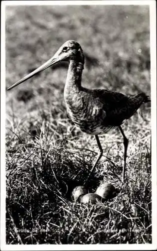 Ak Schnepfe mit Nest auf Texel