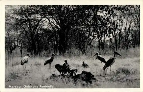 Ak Deutsch-Südwest-Afrika Namibia, Marabus, Geier, Raubadler