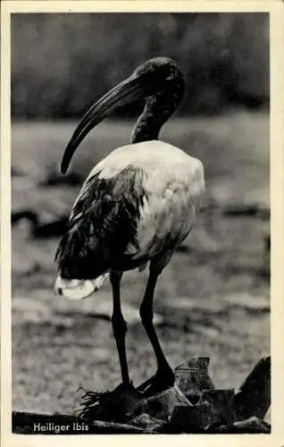 Ak Deutsch-Südwest-Afrika Namibia, Heiliger Ibis