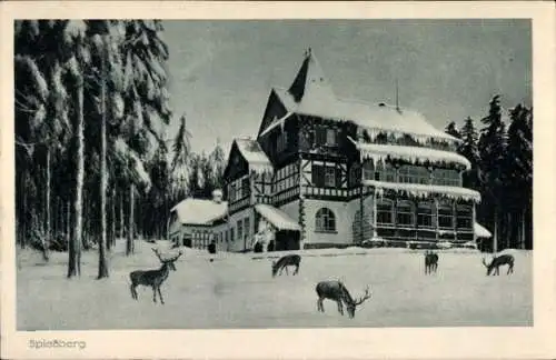 Ak Friedrichroda im Thüringer Wald, Spießberghaus, Winter, Hirsche