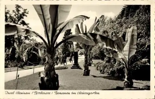 Ak Insel Mainau im Bodensee, Bananen im Musagarten