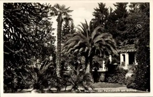 Ak Insel Mainau im Bodensee, Palmenhain am Schloss