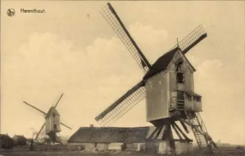 Ak Herenthout Flandern Antwerpen, Windmühle