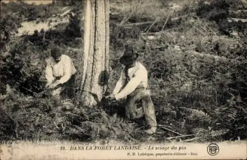 Ak Im Landeswald, Kiefernsägen