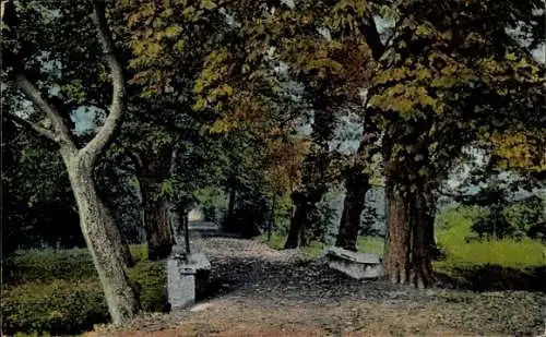 Ak Herbstlaub, Parkpartie mit Bäumen