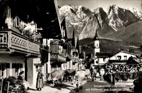 Ak Garmisch Partenkirchen in Oberbayern, Sonnenstraße, Höllental, Zugspitze, Kühe