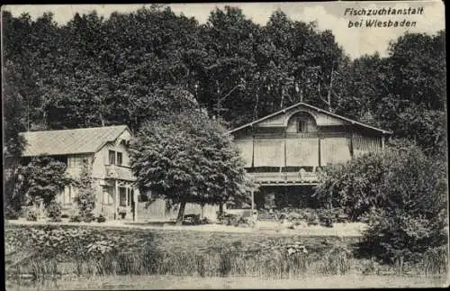 Ak Wiesbaden in Hessen, Fischzuchtanstalt