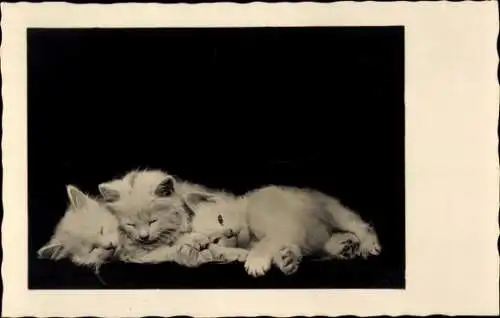 Ak drei schlafende Katzenjunge beim Schlafen