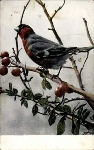 Ak Vogel, Beeren, Reklame, Finkenstedt's Vogelfutter