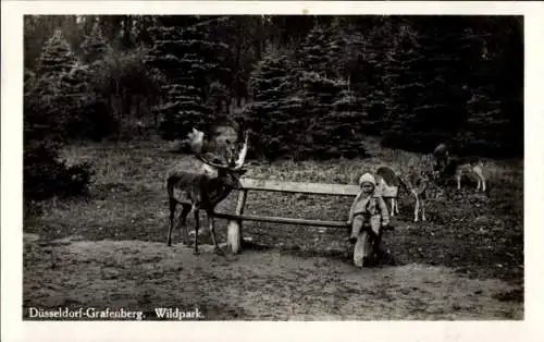 Ak Grafenberg Düsseldorf am Rhein, Wildpark