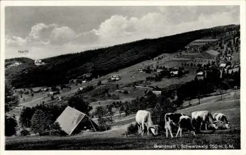 Ak Brandmatt Sasbachwalden im Schwarzwald, Panorama, Kühe