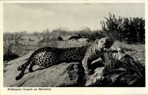 Ak Deutsch-Südwest-Afrika Namibia, Erschlagener Leopard am Waterberg