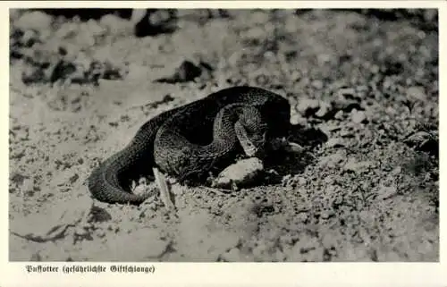 Ak Deutsch-Südwest-Afrika Namibia, Puffotter, Giftschlange