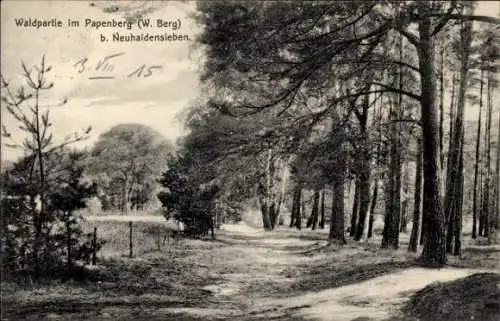 Ak Papenberg Haldensleben in Sachsen Anhalt, Waldpartie